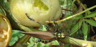 Survival Gardening: Natural Defenses Against Pests