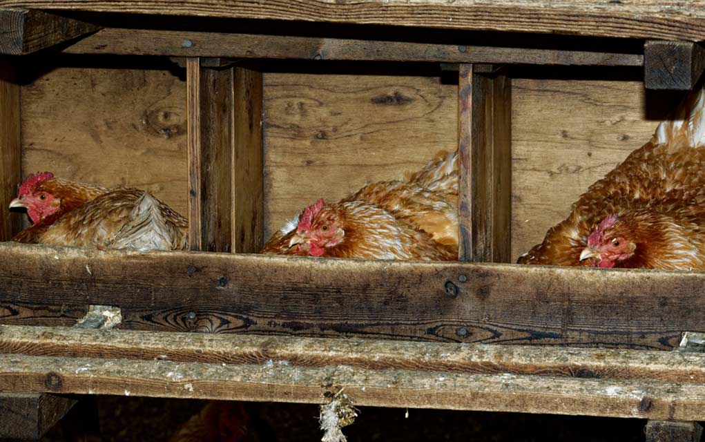 Creative Nesting Box Ideas Survival Daily