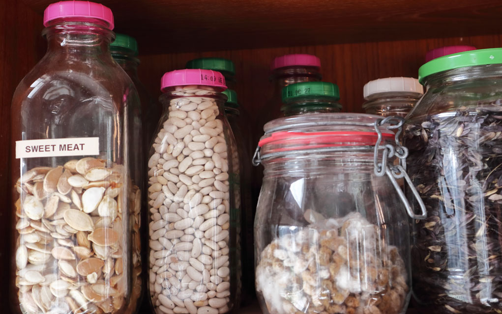 LongTerm Seed Storage Survival Daily