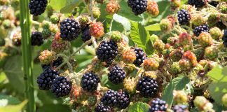 Identifying-Edible-Berries